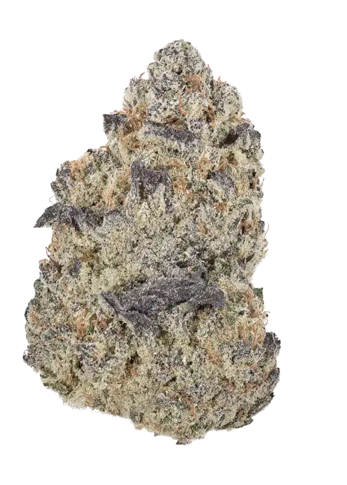 Purple Zkittlez RBX, tatlı meyve aroması ve yüksek THC içeriğiyle bilinen bir türdür. Stres ve kaygı için idealdir. Şimdi keşfedin.