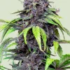 Purplematic CBD Auto Fem Esrar Tohumu (Royal Queen Seeds)