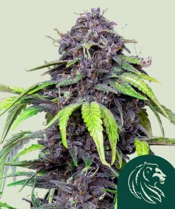 Purplematic CBD Auto Fem Esrar Tohumu (Royal Queen Seeds)