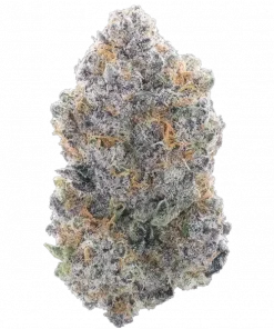 Pushin’ P, yakıtımsı aroması ve rahatlatıcı etkileriyle öne çıkan dengeli bir türdür. Ağrı ve stresi azaltmaya yardımcı olur. Genetik yapısını keşfedin.