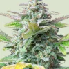 Quick One Auto Fem Esrar Tohumu (Royal Queen Seeds)