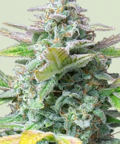 Quick One Auto Fem Esrar Tohumu (Royal Queen Seeds)