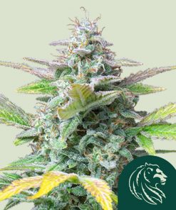 Quick One Auto Fem Esrar Tohumu (Royal Queen Seeds)