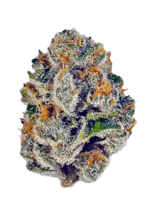 Rainbow Belts, keskin limon aroması ve dengeli yapısıyla öne çıkan hibrit bir türdür. Indica ve Sativa genetiğini keşfedin, rahatlatıcı etkilerini görüntüleyin.