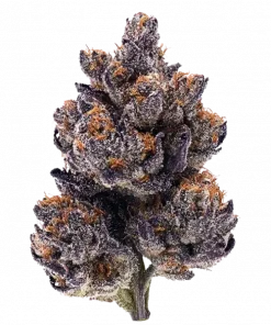 Rainbow Cake, turunçgil aromaları ve dengeli yapısıyla öne çıkan bir hibrit türdür. THC içeriğiyle rahatlatıcı etkilerini keşfedin ve genetik yapısını inceleyin.