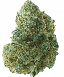 Rainbow Gak, tatlı meyve aromaları ve yüksek THC içeriğiyle bilinen dengeli bir hibrit türdür. Enerjik etkilerini ve genetik yapısını keşfedin.