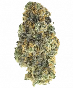 Rainbow Jobstopper, sert yakıtımsı ve meyvemsi aromalarıyla bilinen güçlü bir Indica dominant türdür. Yüksek THC içeriğiyle dikkat çeken bu türü keşfedin.