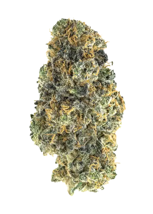 Rainbow Jobstopper, sert yakıtımsı ve meyvemsi aromalarıyla bilinen güçlü bir Indica dominant türdür. Yüksek THC içeriğiyle dikkat çeken bu türü keşfedin.