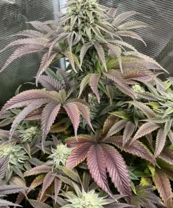 Rainbow Melon™ Feminized Esrar Tohumu (Fast Buds)