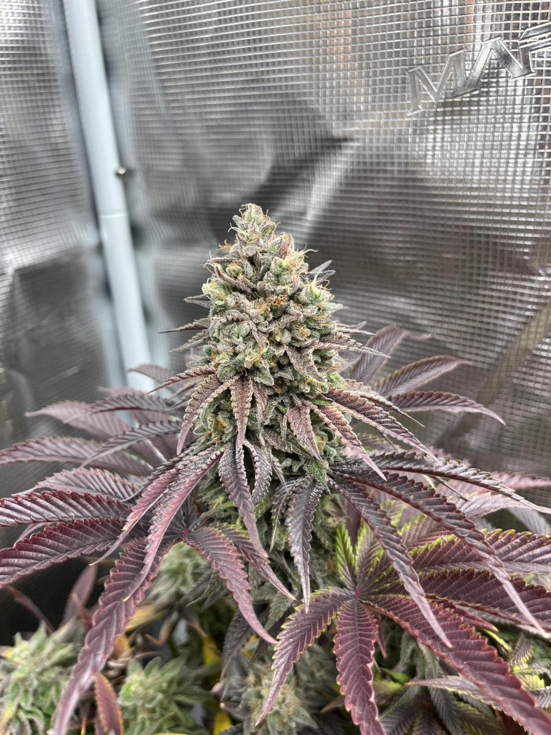 Rainbow Melon™ Feminized Esrar Tohumu (Fast Buds)