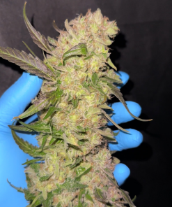 Rainbow Melon™ Feminized Esrar Tohumu (Fast Buds)