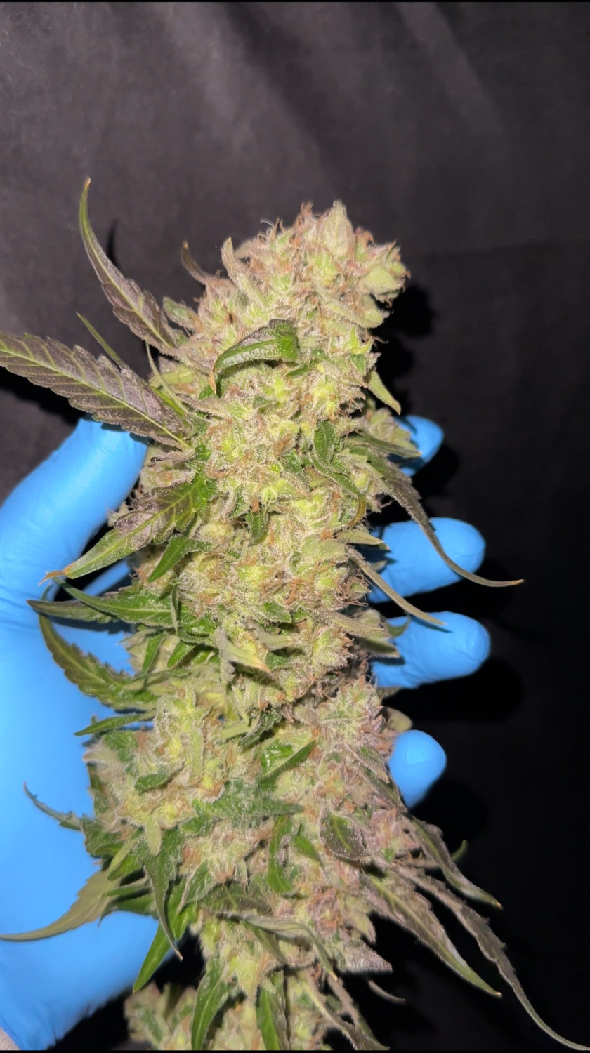 Rainbow Melon™ Feminized Esrar Tohumu (Fast Buds)