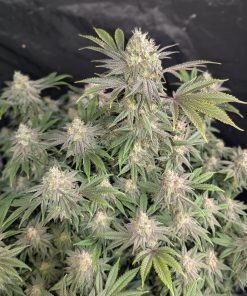 Rainbow Melon™ Feminized Esrar Tohumu (Fast Buds)