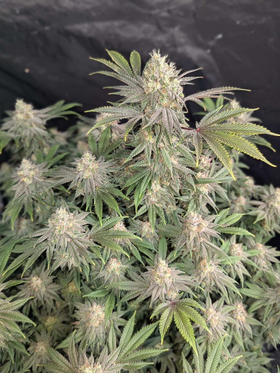 Rainbow Melon™ Feminized Esrar Tohumu (Fast Buds)