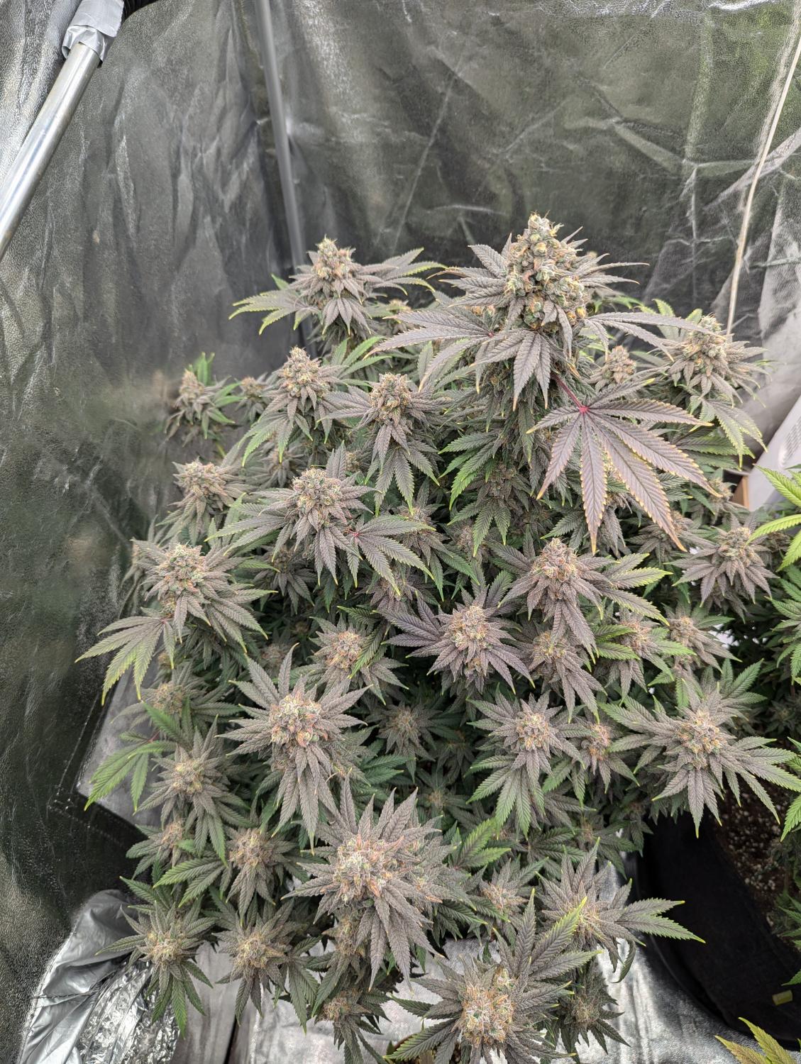 Rainbow Melon™ Feminized Esrar Tohumu (Fast Buds)