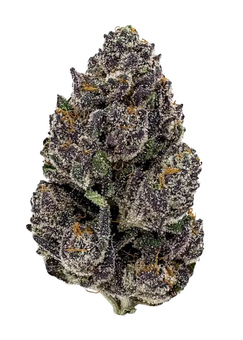 Rainbow Sugar, tatlı meyve aromaları ve yüksek THC içeriğiyle bilinen Indica dominant bir türdür. Derin rahatlama ve uyku için ideal. Özelliklerini keşfedin.