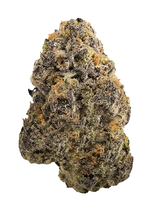 Rainbow Trout, sert yakıtımsı aroması ve yüksek THC içeriğiyle bilinen indica baskın bir türdür. Yaratıcı etkilerini ve genetik yapısını keşfedin.