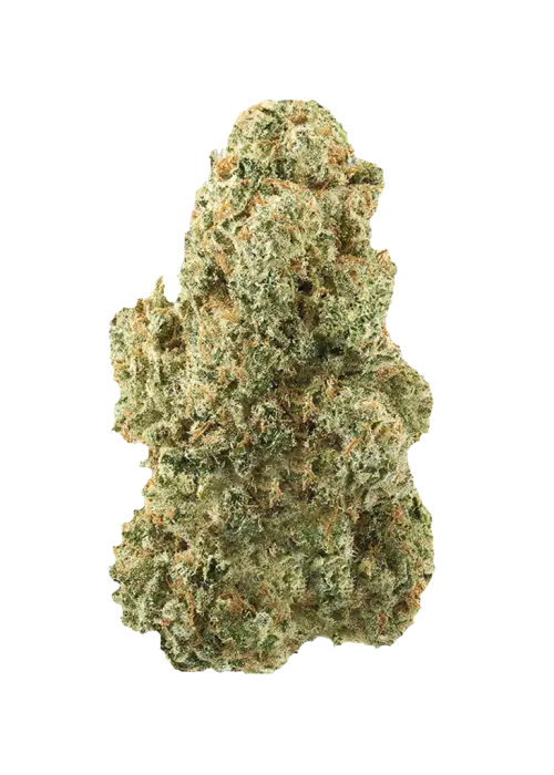 Rainbow Warz, tatlı narenciye aromaları ve dengeli etkisiyle öne çıkan bir hibrit türdür. Yüksek verimiyle dikkat çeken bu türü hemen keşfedin.