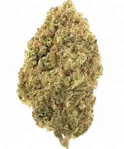 Rainbow Wreck, yüksek THC ve tatlı narenciye aromasıyla öne çıkan dengeli bir hibrit türüdür. Güçlü etkilerini ve genetik yapısını keşfedin.