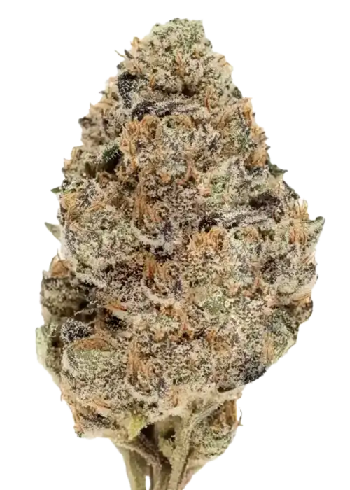 Rainbow, bal ve çiçek aromalarıyla tatlı, Indica baskın bir türdür. Ruh halini iyileştiren etkileriyle öne çıkar. Genetik yapısını keşfedin.