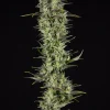 Rainbows Feminized Esrar Tohumu (BSF Seeds)
