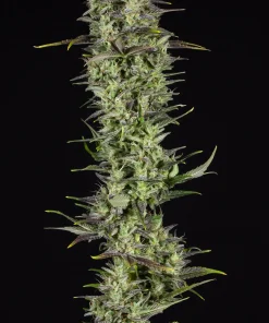 Rainbows Feminized Esrar Tohumu (BSF Seeds)