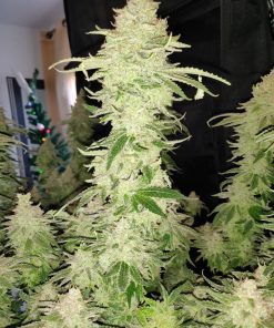 Rainbows Feminized Esrar Tohumu (BSF Seeds)