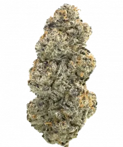 RainbOZ, tropikal meyve aromaları ve yüksek THC içeriğiyle öne çıkan dengeli bir hibrit türdür. Canlandırıcı etkilerini ve genetik yapısını keşfedin.