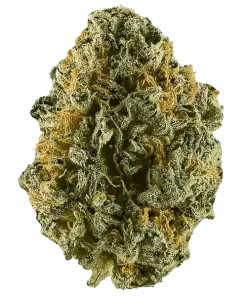 Rambutan, tatlı tropikal aromaları ve yüksek THC içeriğiyle bilinen Sativa baskın bir türdür. Enerjik etkilerini ve genetik yapısını keşfedin.