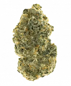 Rambutan F2, tropikal meyve aromaları ve dengeli etkisiyle öne çıkan Sativa baskın bir türdür. Yaratıcılığı artıran bu türün genetik yapısını keşfedin.