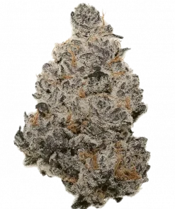 Randy Marsh S1, tatlı kavun aroması ve dengeli etkileriyle bilinen Indica dominant bir türdür. Yüksek verim potansiyeliyle öne çıkar. Özelliklerini keşfedin.