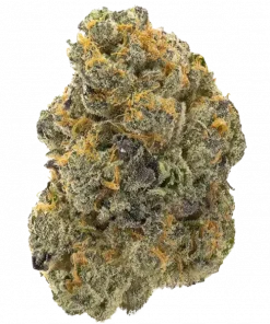 Raspado, keskin ahududu aroması ve dengeli etkileriyle öne çıkan hibrit bir türdür. Sakinleştirici ve coşkulu yapısıyla öne çıkar. Özelliklerini keşfedin.