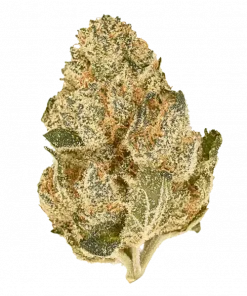 Raspberry Runtz, tatlı çilek aroması ve rahatlatıcı etkileriyle bilinen Indica baskın bir türdür. Anksiyete ve depresyona iyi gelir. Özelliklerini keşfedin.