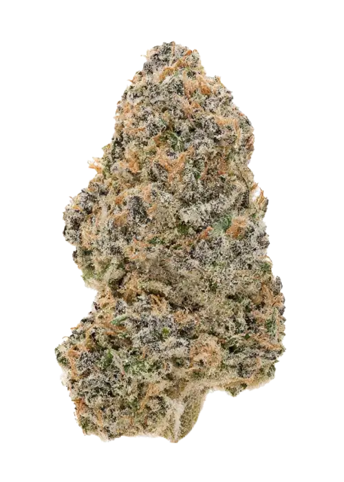 Raspberry Smacks, ananas aromalı ve yüksek THC'li hibrit türdür. Motivasyon ve mutluluk veren etkileriyle öne çıkar. Genetik yapısını keşfedin ve görüntüleyin.