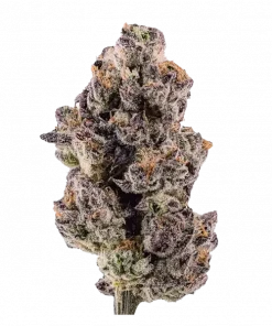 Rated R, sert yakıtımsı aroması ve yüksek THC içeriğiyle öne çıkan Indica baskın bir türdür. Yaratıcılığı tetikleyen genetik yapısını keşfedin ve etkilerini görüntüleyin.