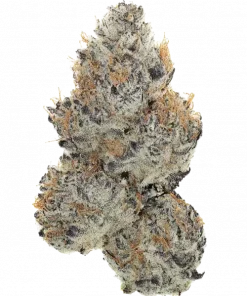 Raudy Zavage, tropikal meyve aromaları ve dengeli etkileriyle öne çıkan bir hibrit türdür. Yüksek THC içeriğiyle stres ve ağrıya iyi gelir. Özelliklerini keşfedin.