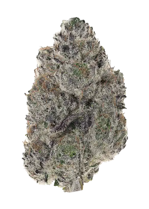 Raver Waifu, kimyasal limon aroması ve yakıtımsı notalarıyla öne çıkan Indica baskın bir türdür. Ağrı ve stresi azaltmaya yardımcı olabilir. Özelliklerini keşfedin.