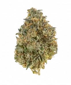 Reality Ztone, sert yakıtımsı ve meyvemsi aromaları ile öne çıkan dengeli bir hibrit türdür. Yüksek THC içeriğiyle benzersiz etkilerini keşfedin ve hemen görüntüleyin.