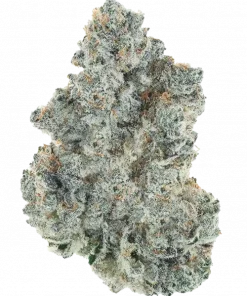 Recon 2.0, sert yakıtımsı aroması ve THC içeriğiyle öne çıkan Indica dominant bir türdür. Gevşetici etkilerini ve genetik yapısını keşfedin.