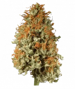 Red Bullz, yakıtımsı üzüm aromaları ve yüksek THC içeriğiyle bilinen Sativa baskın bir türdür. Yaratıcılığı artıran etkilerini keşfedin ve genetik yapısını inceleyin.