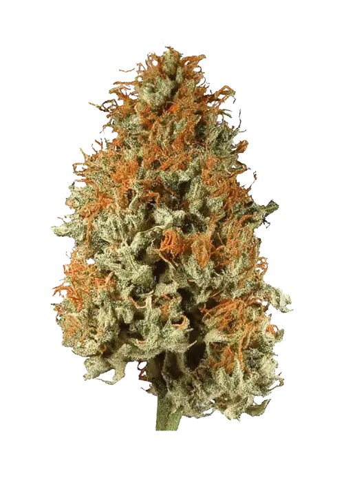 Red Bullz, yakıtımsı üzüm aromaları ve yüksek THC içeriğiyle bilinen Sativa baskın bir türdür. Yaratıcılığı artıran etkilerini keşfedin ve genetik yapısını inceleyin.