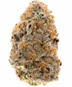 Red Gold, kiraz aroması ve enerji verici etkileriyle bilinen dengeli bir hibrit türdür. Yüksek verimiyle öne çıkar. Bu eşsiz türü keşfedin.