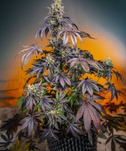 Red Gorilla Girl XL Auto Fem Esrar Tohumu (Sweet Seeds)