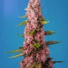 Red Hot Cookies Feminized Esrar Tohumu (Sweet Seeds)