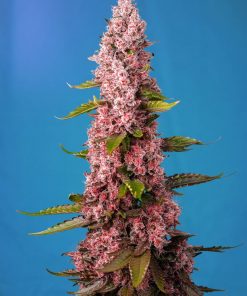 Red Hot Cookies Feminized Esrar Tohumu (Sweet Seeds)