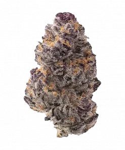 Red Jewel, guava-çilek aromaları ve dengeli etkisiyle öne çıkan indica ağırlıklı bir türdür. Yüksek kaliteli genetik yapısını keşfedin ve detaylı özelliklerini görüntüleyin.