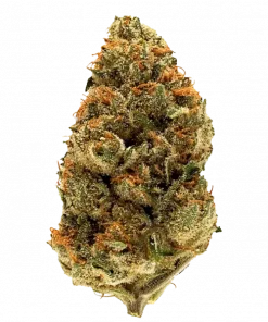 Red Light, tatlı kiraz aroması ve 'e varan THC içeriğiyle öne çıkan dengeli bir hibrit türdür. Canlandırıcı ve yatıştırıcı etkilerini keşfedin.