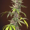 Red Mandarine F1 Fast Version Feminized Esrar Tohumu (Sweet Seeds)