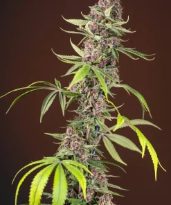 Red Mandarine F1 Fast Version Feminized Esrar Tohumu (Sweet Seeds)