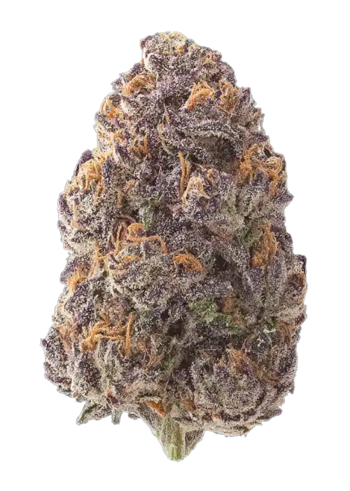 Red Mandarine F1, tatlı mandalina aroması ve dengeli etkisiyle öne çıkan indica dominant bir türdür. Stres ve iştahsızlıkla başa çıkmak için ideal. Özelliklerini keşfedin.